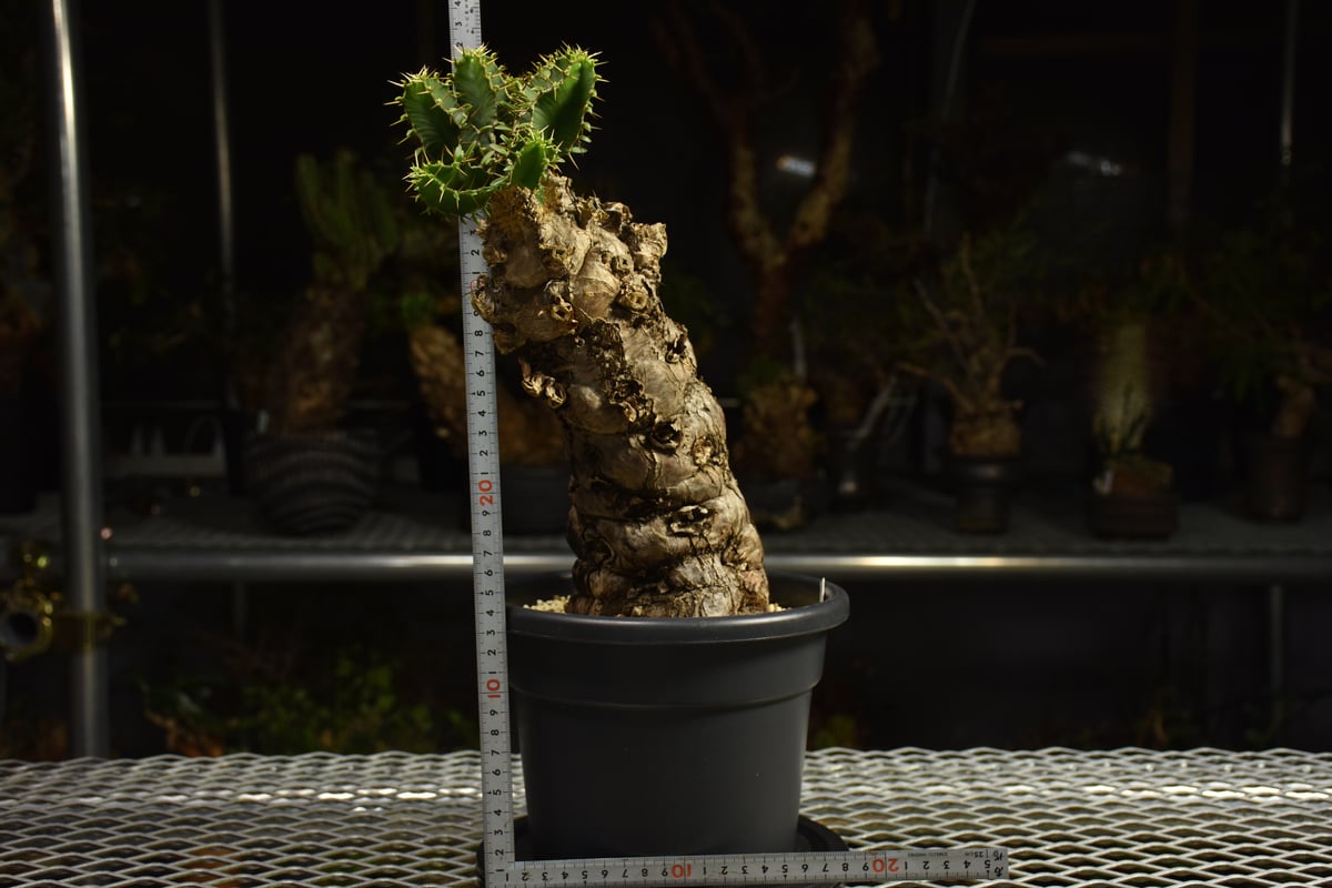 Euphorbia mlanjeana ユーフォルビア ムランジーナ 発根済現地株 I82 |