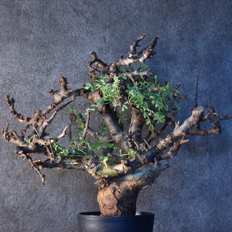 Commiphora pinnate leaves　コミフォラ ピンネイトリーブス　発根済現地株　#1