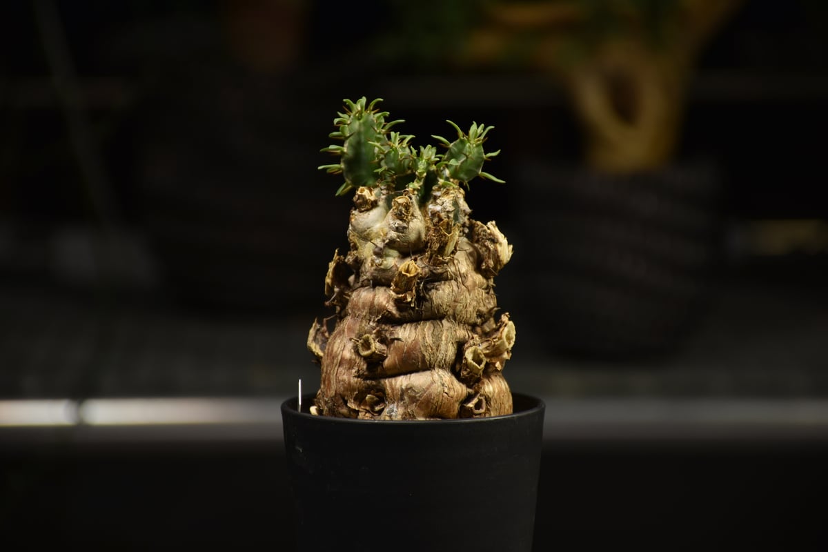 ユーフォルビア　ムランジーナ ユーフォルビア ムランジーナ | hanayoshi-botanical