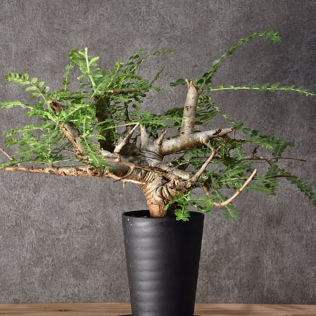 Boswellia neglecta　ボスウェリア ネグレクタ　発根済現地株　#6