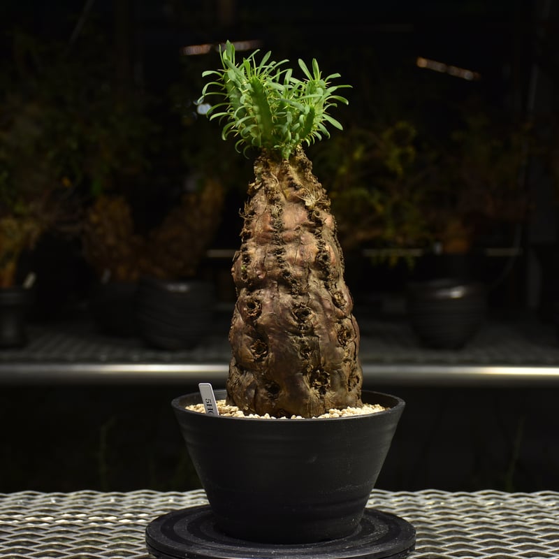 抜き苗 ユーフォルビア ムランジーナ 発根済み ユーフォルビア ムランジーナ 【発根済み】