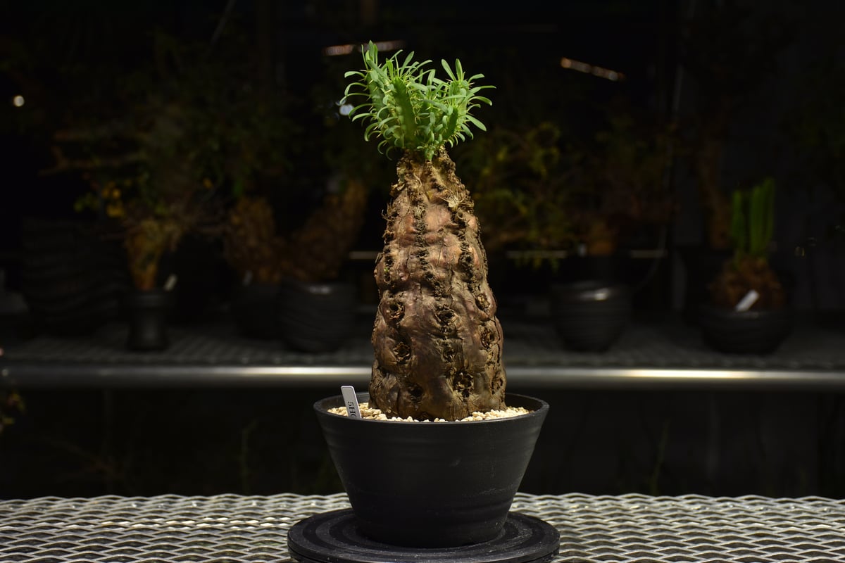 ね*]様 ユーフォルビア ムランジーナ 現地球 大株 葉有り 輸入即出品 11E ね*]様 ユーフォルビア ムランジーナ 現地球 大株 葉有り 輸入即出品