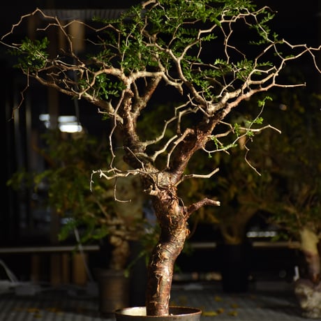 Commiphora monstruosa コミフォラ モンストローサ 発根済現地株 1