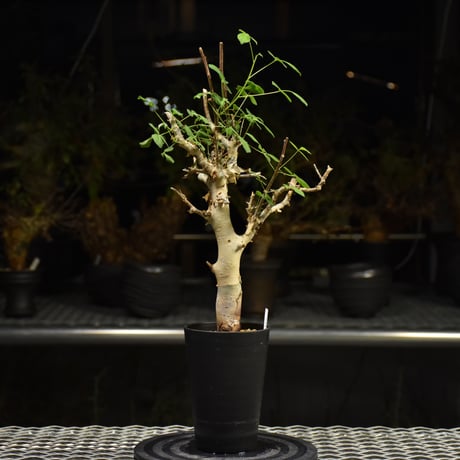 Commiphora holtziana コミフォラ ホルトジアナ 発根済現地株 H27