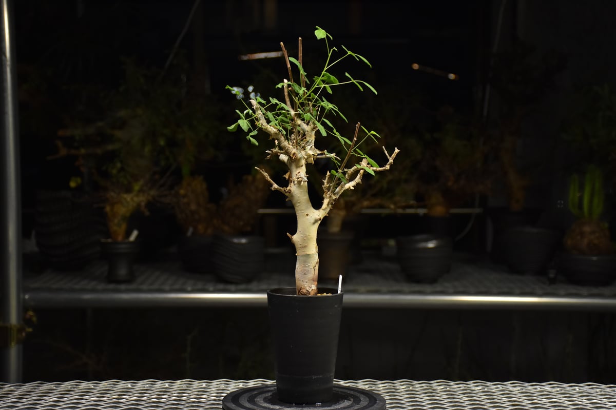 Commiphora holtziana コミフォラ ホルトジアナ 発根済現地株 H27 |