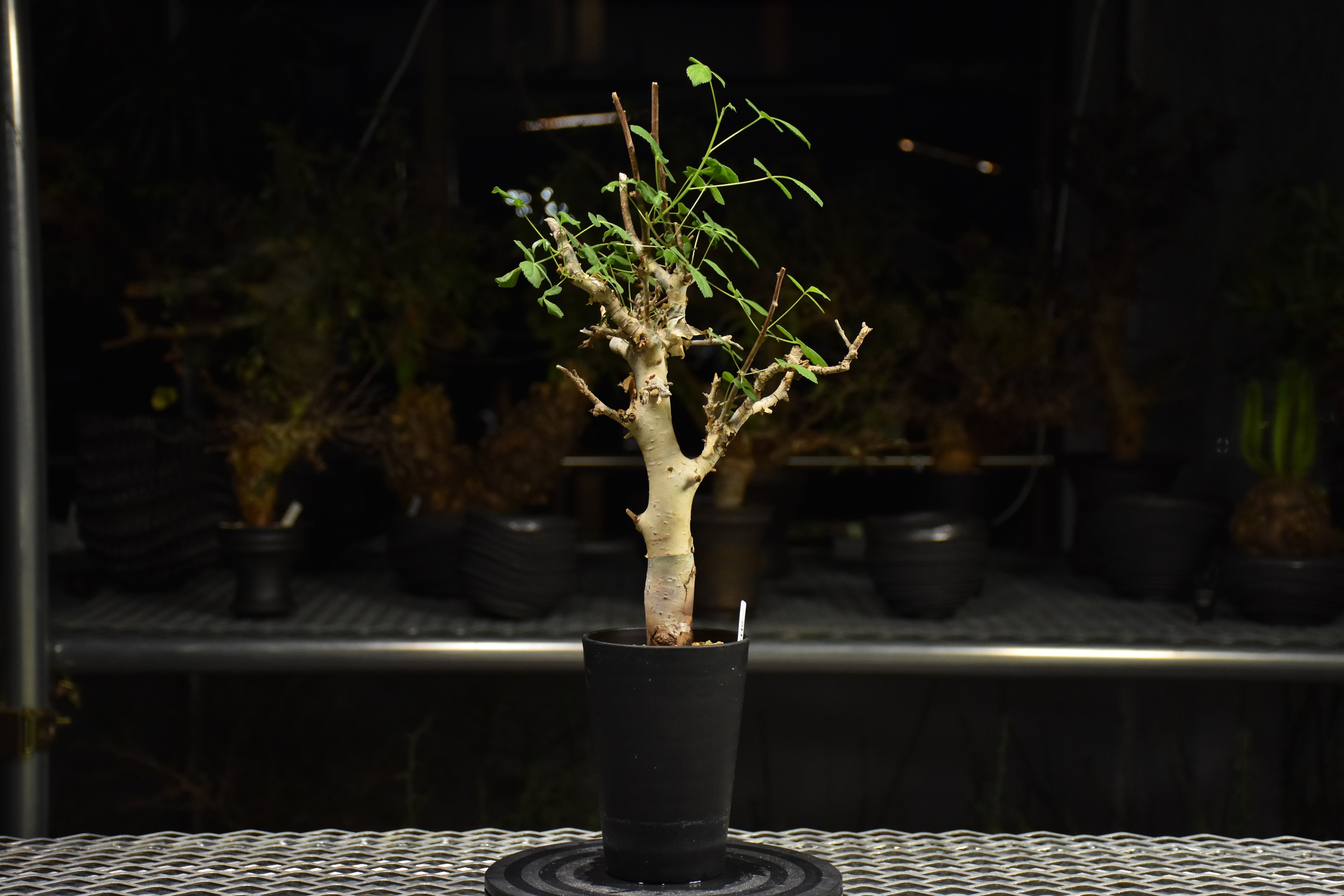 Commiphora holtziana コミフォラ ホルトジアナ 発根済現地株 H27 |