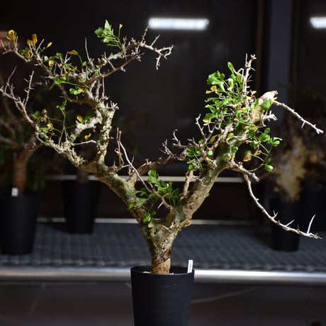 Commiphora campestris var. campestris コミフォラ カンペストリス 発根済現地株 B1