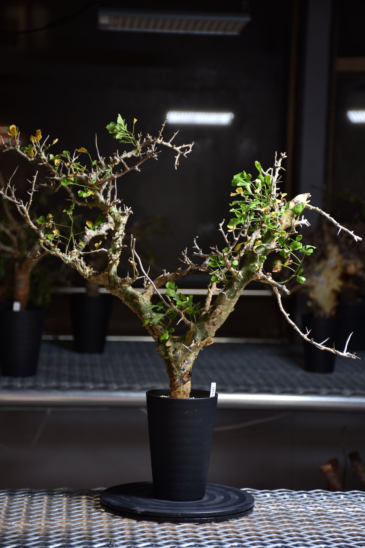 Commiphora campestris var. campestris コミフォラ カンペ