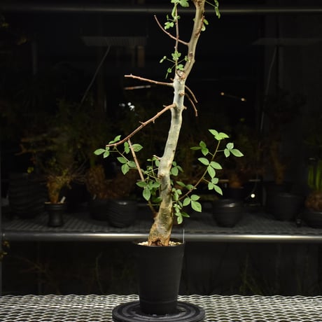 Commiphora holtziana コミフォラ ホルトジアナ 発根済現地株 H13