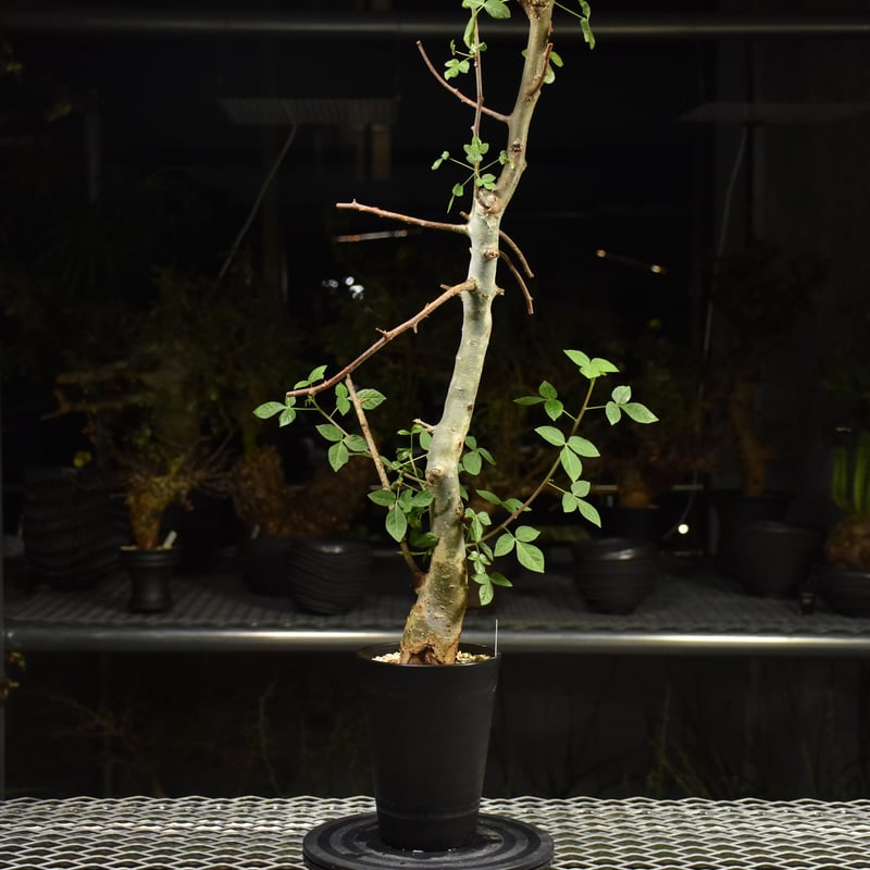 コミフォラ ホルトジアナ Commiphora holtziana コミフォラ ホルトジアナ 発根済現地株