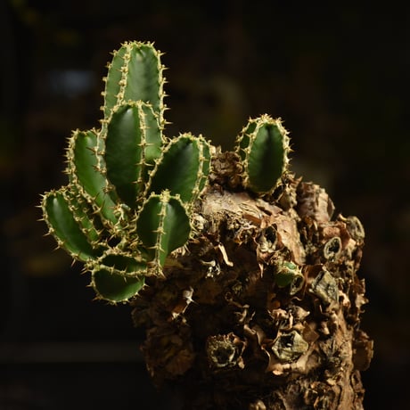 Euphorbia mlanjeana　ユーフォルビア ムランジーナ 発根済現地株 I45