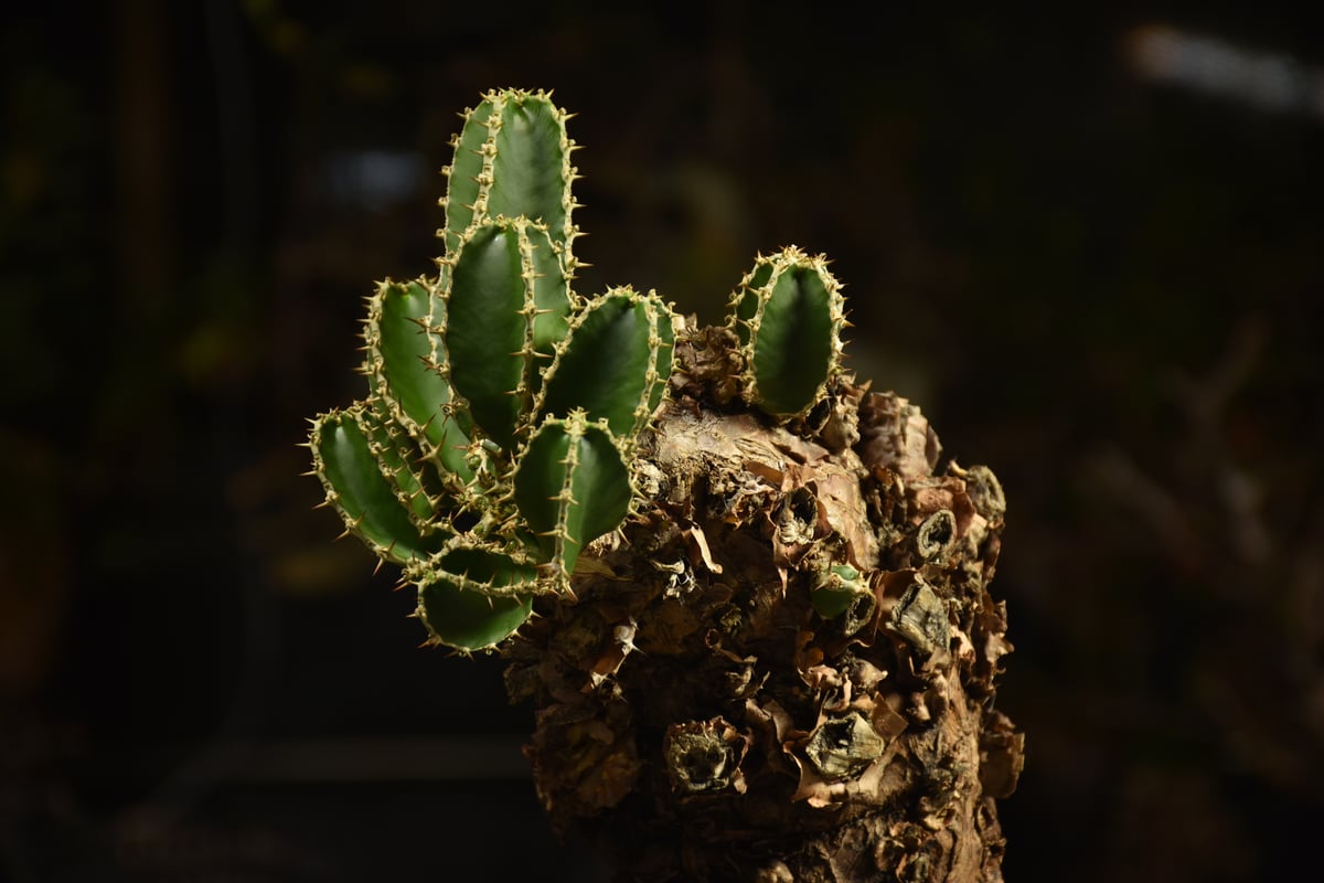 Euphorbia mlanjeana ユーフォルビア ムランジーナ 発根済現地株 I45 |