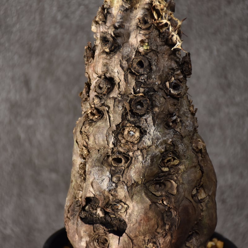 Euphorbia mlanjeana ユーフォルビア ムランジーナ 発根済現地株 Euphorbia mlanjeana ユーフォルビア ムランジーナ 発根済現地株