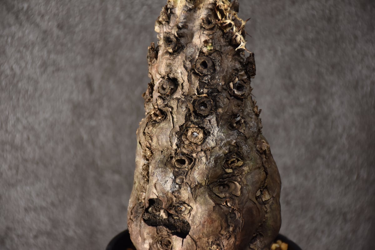 Euphorbia mlanjeana ユーフォルビア ムランジーナ 発根済現地株 #7 |