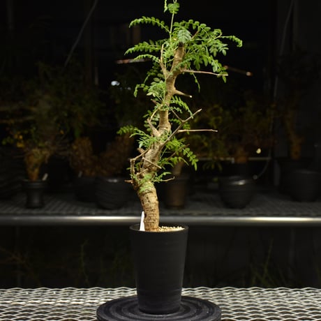 Boswellia neglecta　ボスウェリア ネグレクタ　発根済現地株　H13