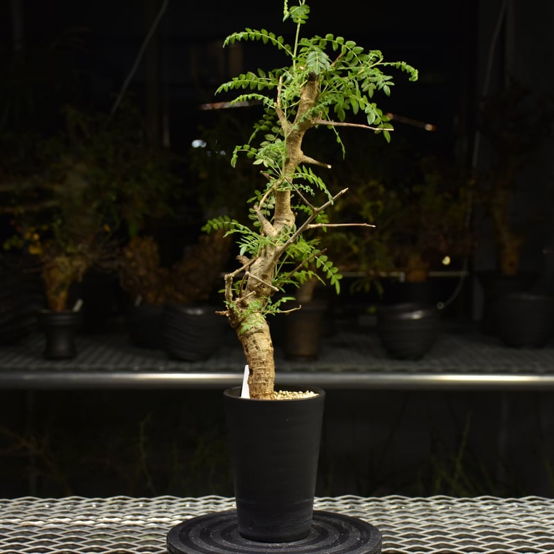 Boswellia neglecta ボスウェリア ネグレクタ 発根済現地株 H13 | BO