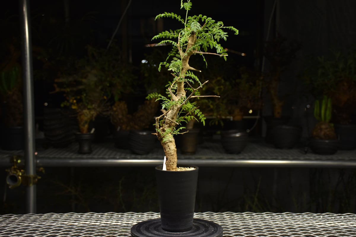 H*E様 ボスウェリア・ネグレクタ Boswellia neglecta 発根済 Boswellia neglecta ボスウェリア ネグレクタ 発根済現地株 H13 | BO