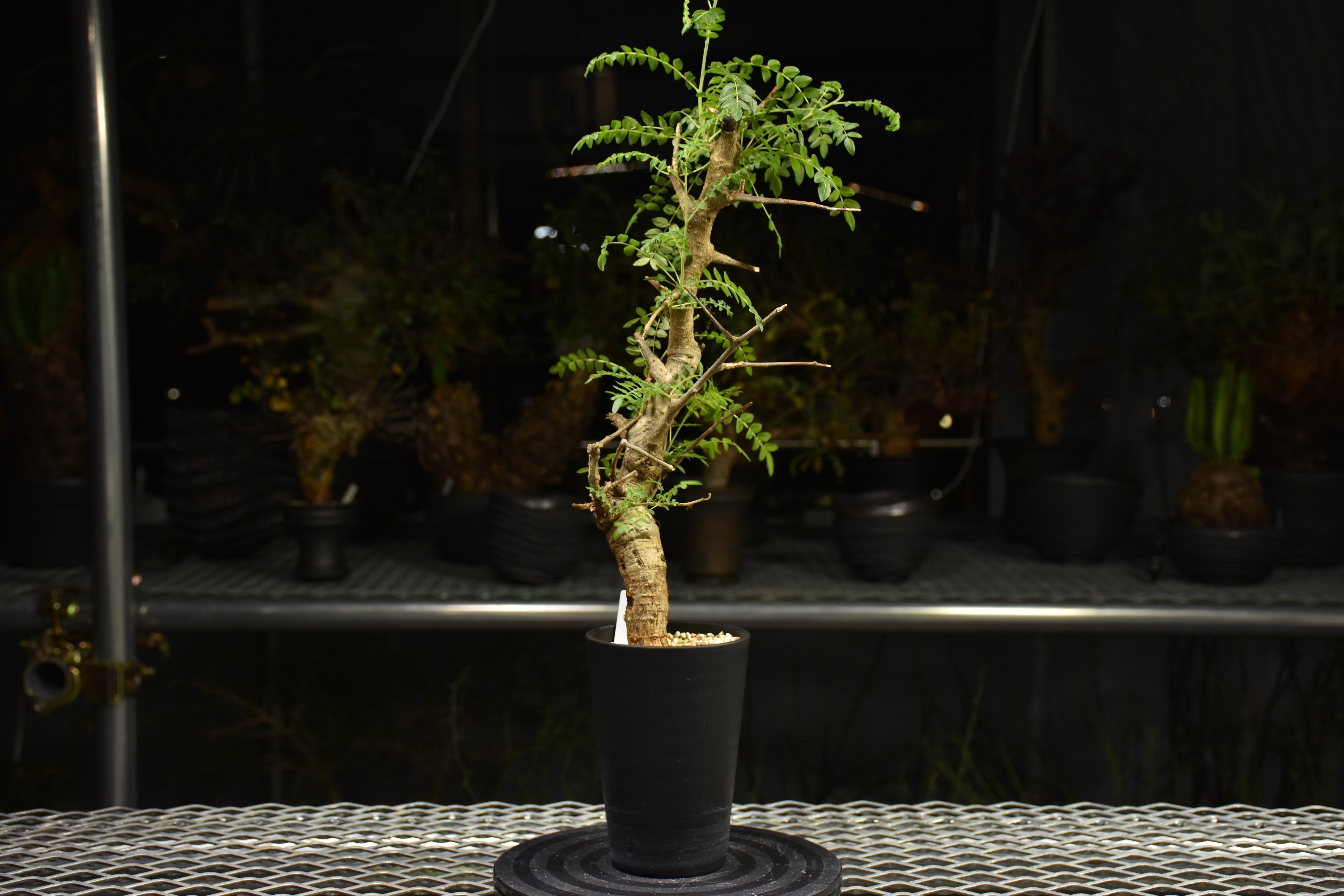 Boswellia neglecta ボスウェリア ネグレクタ 発根済現地株 H13 | BO