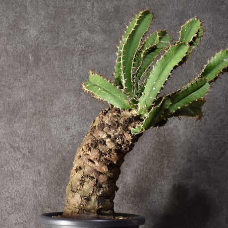 Euphorbia mlanjeana　ユーフォルビア ムランジーナ 発根済現地株 #4