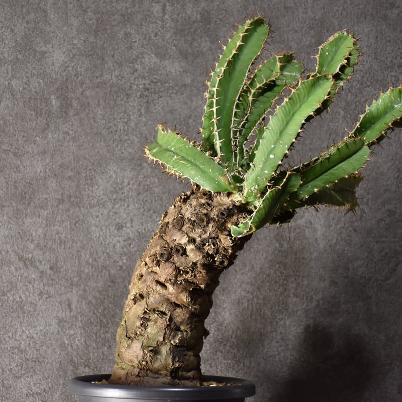 み*ん様 ユーフォルビア ムランジーナ 現地球 発根済 超大株 Euphorbia mlanjeana ユーフォルビア ムランジーナ 発根済現地株