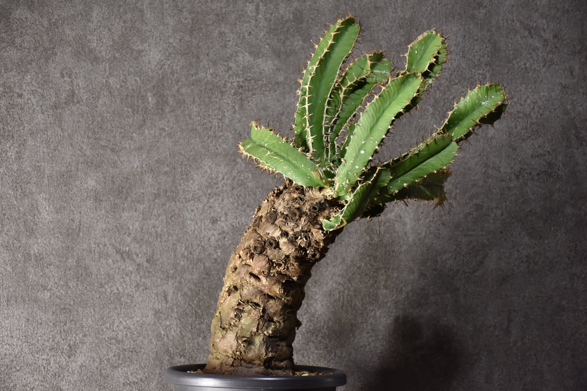 Euphorbia mlanjeana ユーフォルビア ムランジーナ 発根済現地株 #4 |