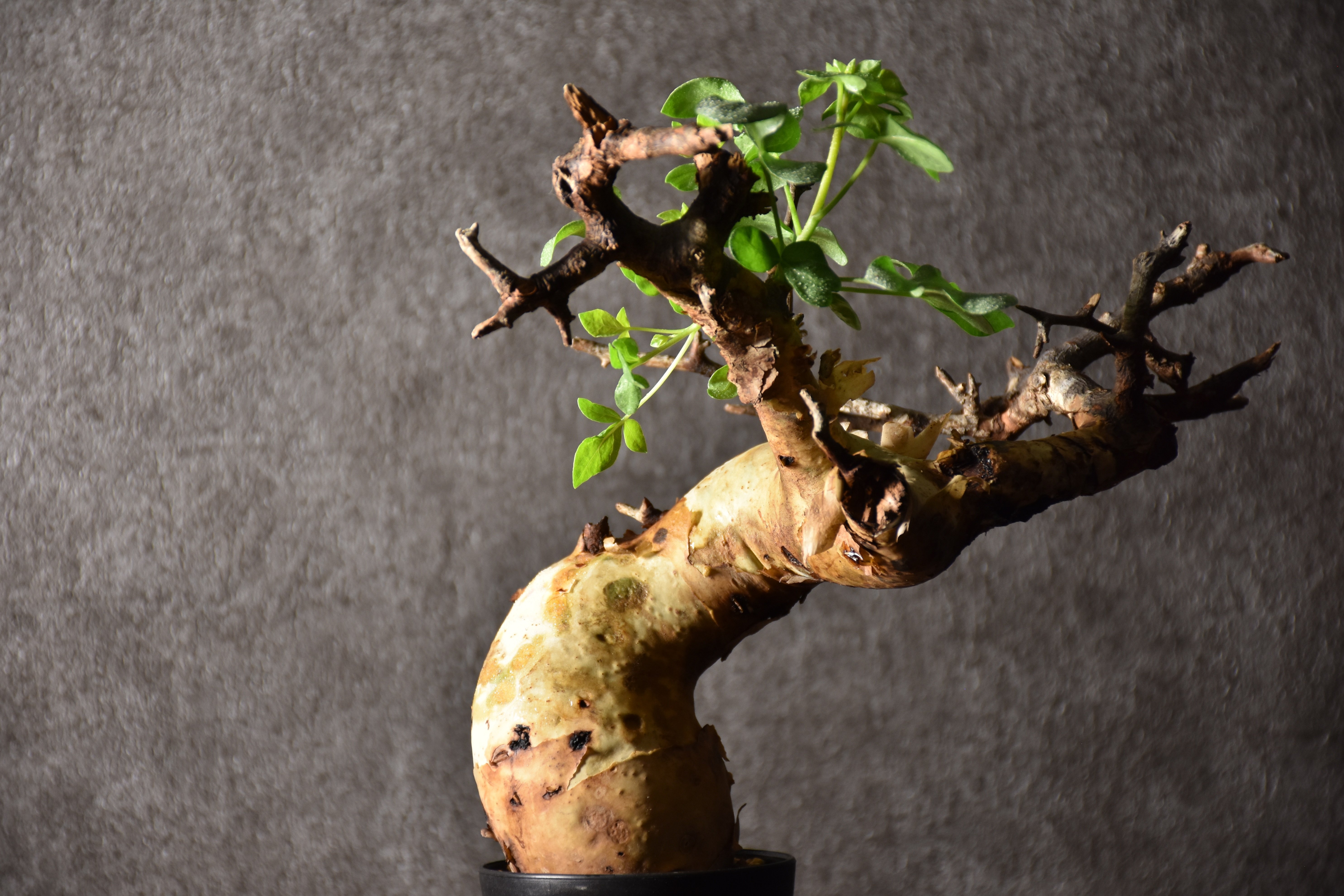 Commiphora kataf pure コミフォラ ピュアカタフ 発根済現地株 4 ソマリ