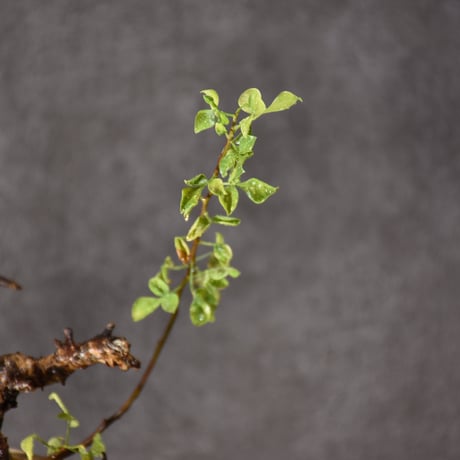 Commiphora kataf pure コミフォラ ピュアカタフ 発根済現地株 2 ソマリア産