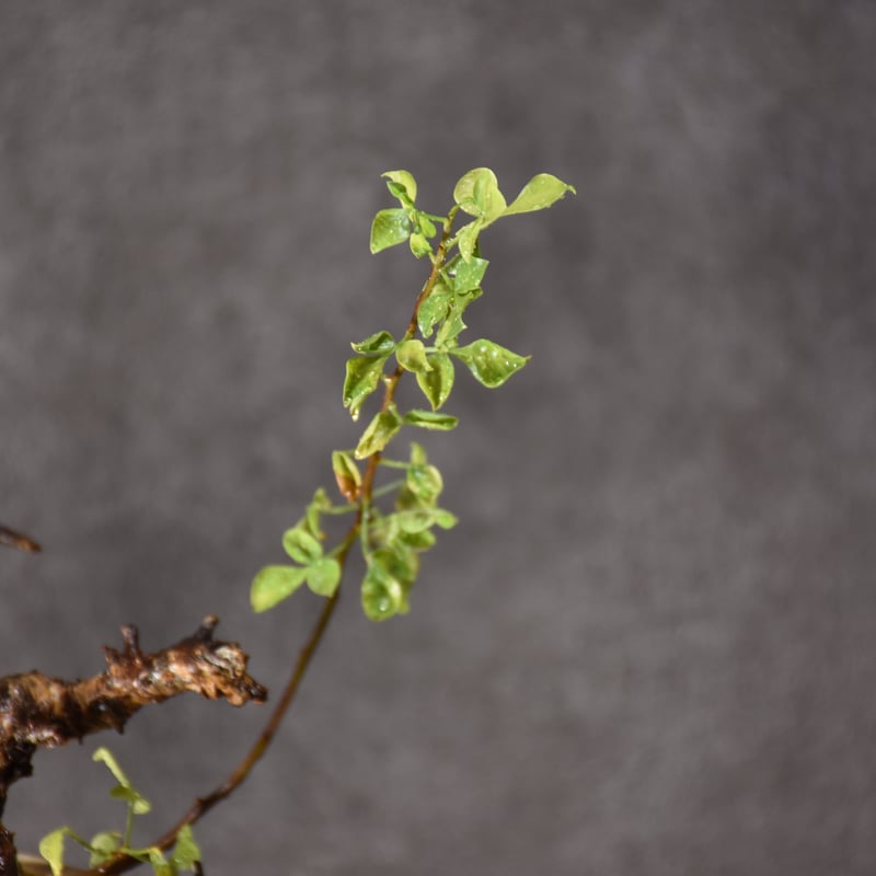 Commiphora kataf pure コミフォラ ピュアカタフ 発根済現地株 2 Commiphora kataf pure コミフォラ ピュアカタフ 発根済現地株 2