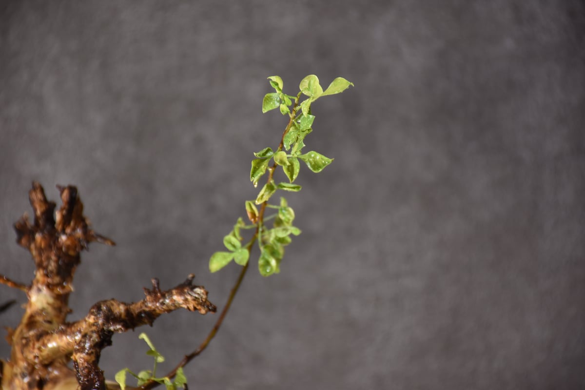 Commiphora kataf pure コミフォラ ピュアカタフ 発根済現地株 2 Commiphora kataf pure コミフォラ ピュアカタフ 発根済現地株 2