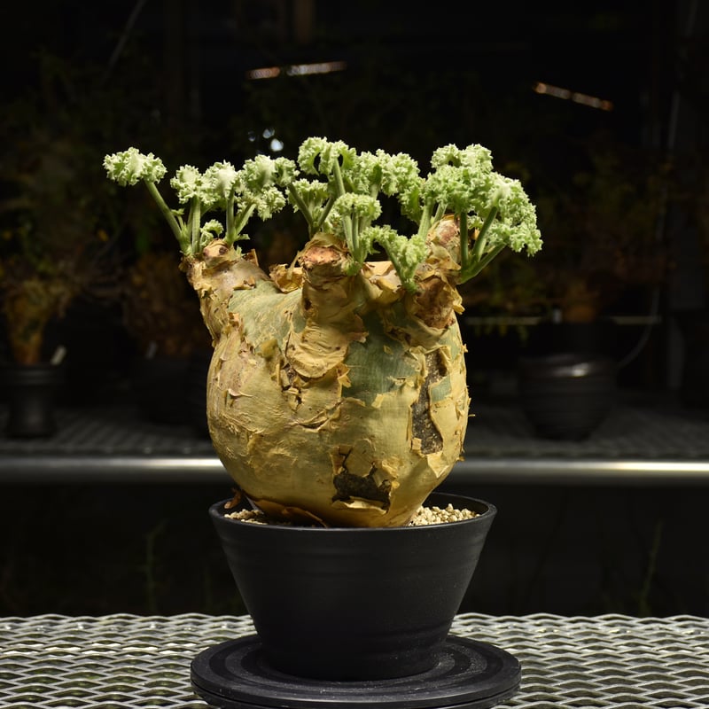 Cyphostemma uter var. macropus キフォステンマ ウター マクロプ