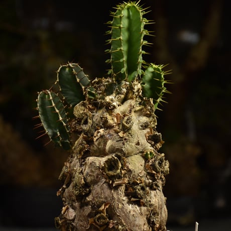 Euphorbia mlanjeana　ユーフォルビア ムランジーナ 発根済現地株 I83