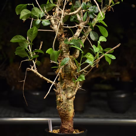 Commiphora habessinica コミフォラ ハベシニカ 発根済現地株 H7