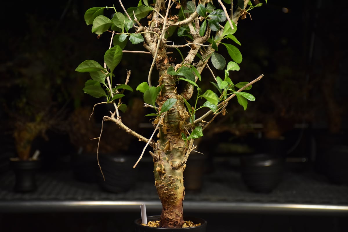 Commiphora habessinica コミフォラ ハベシニカ 発根済現地株 H7 |
