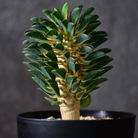 Euphorbia guillauminiana　ユーフォルビア　ギラウミニアナ　実生株 #5