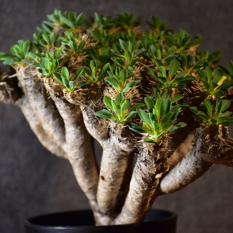Euphorbia guillauminiana　ユーフォルビア ギラウミニアナ　発根済現地株 #2