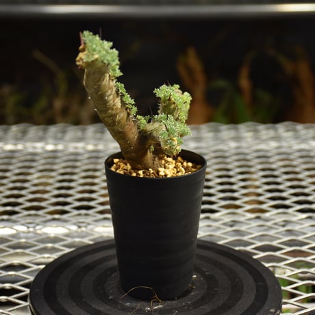Monsonia herrei　モンソニア ヘレー　発根済現地株 6Bb12