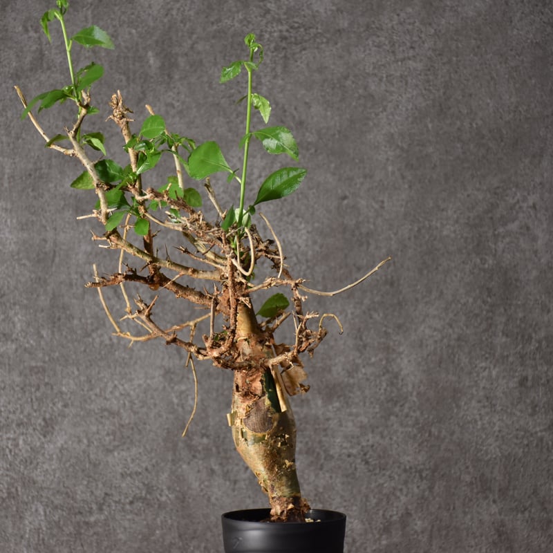 コミフォラ・ハベシニカ　発根済み現地株 Commiphora habessinica コミフォラ ハベシニカ 発根済現地株 #4