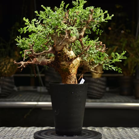 Commiphora pinnate leaves　コミフォラ ピンネイトリーブス　発根済現地株　F1