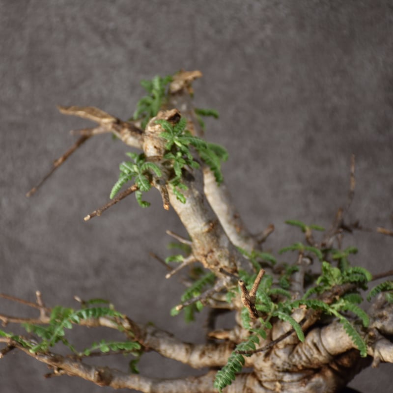Boswellia neglecta ボスウェリア ネグレクタ 発根済現地株 #11 Boswellia neglecta ボスウェリア ネグレクタ 発根済現地株 #11