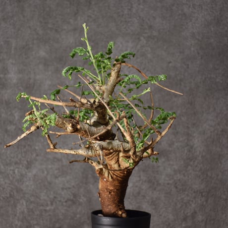 Boswellia neglecta　ボスウェリア ネグレクタ　発根済現地株　#9