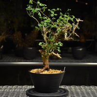 Adenium Somalense アデニウム ソマレンセ 発根済現地株 #1 | BONDEX