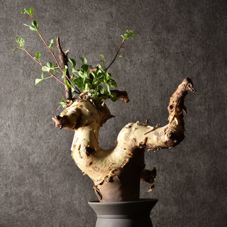 Commiphora kataf pure コミフォラ ピュアカタフ 発根済現地株 1 ソマリア産