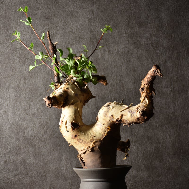 Commiphora kataf pure コミフォラ ピュアカタフ 発根済現地株 1 Commiphora kataf pure コミフォラ ピュアカタフ 発根済現地株 1