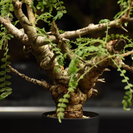Boswellia neglecta　ボスウェリア ネグレクタ　発根済現地株　H16