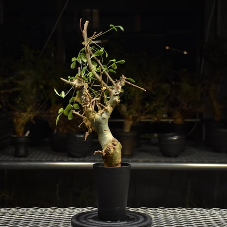 Commiphora holtziana コミフォラ ホルトジアナ 発根済現地株 H29