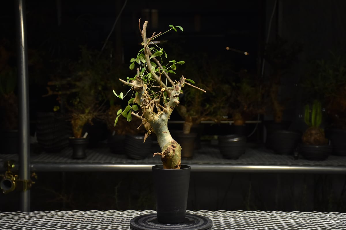 クリスマスセールコミフォラホルトジアナ Commiphora holtziana コミフォラ ホルトジアナ 発根済現地株 H29 |