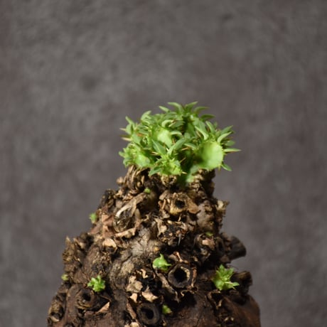 Euphorbia mlanjeana　ユーフォルビア ムランジーナ 発根済現地株 #9