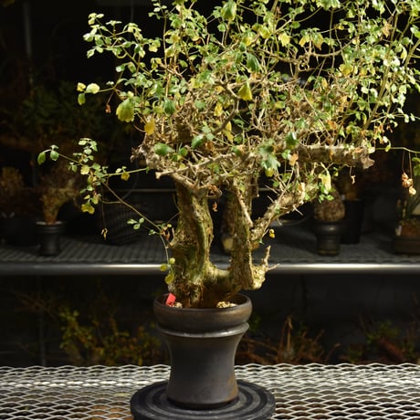 Commiphora campestris コミフォラ カンペストリス 発根済現地株 A11