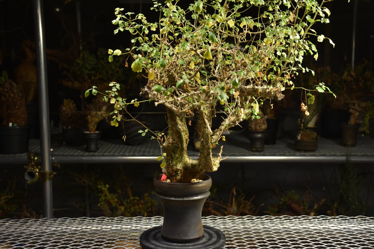 Commiphora campestris コミフォラ カンペストリス 発根済現地株 A11
