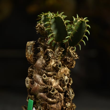 Euphorbia mlanjeana　ユーフォルビア ムランジーナ 発根済現地株 I41